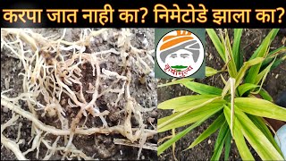 करपा जात नाही का निमेटोडे झाला काHow to control Nemetode [upl. by Danialah]