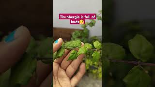 Thunbergia plant care thunbergia plants gardening trending [upl. by Mallory]