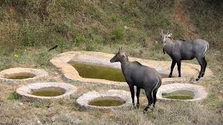 A Big Blue Bull excited to meet a Nilgaillnilgai waterl nilgai water a day NatureWorld [upl. by Nnaeilsel956]