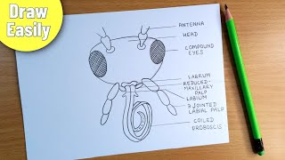 how to draw head and mouth part of butterfly  head and mouth part of butterfly diagram drawing [upl. by Delle]