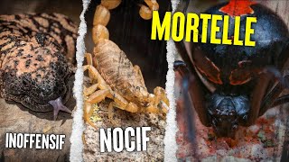 TOP 10 Des Animaux Les Plus ☠️ Venimeux Au Monde [upl. by Yerxa]