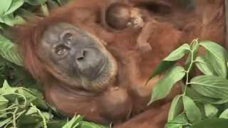 quotThe twinsquot Orangutans [upl. by Ligetti]