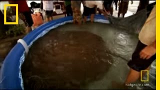 Worlds Largest Stingray  National Geographic [upl. by Severin]