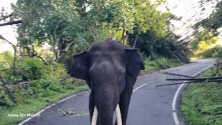 Elephant Tusker chasing Jeep  ஜீப்பை துரத்திய கொம்பன் யானை  Singara Road  Masinagudi Mudumalai [upl. by Atniuqal]