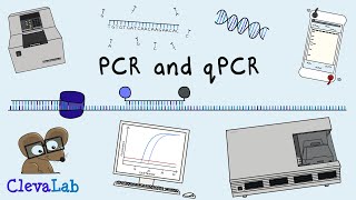 What is PCR and qPCR  PCR Animation [upl. by Simpkins]