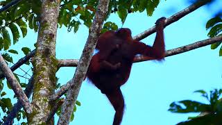 Orangutan mom with baby [upl. by Acirtap]