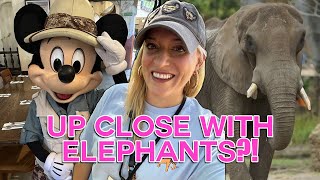 DISNEY WORLD HIDDEN GEMS Elephant Tour amp Tusker House Dining  Animal Kingdom Caring For Giants [upl. by Ogilvie]