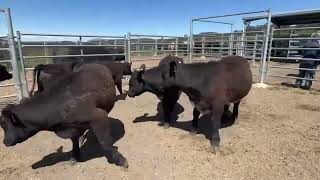 Chalmers amp Greiner Weaned Steers nm [upl. by Ecnerwaled]