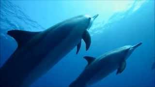 Into the blue with beautiful Dolphins  Earth amp Universe  NEW 2014 [upl. by Artenehs]