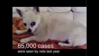 Kennel cough in the UK [upl. by Japha]