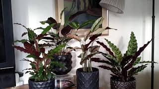 Time Lapse Calatheas moving their leaves [upl. by Aserej853]