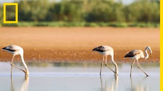 Le flamant rose visiteur inattendu du Sahara [upl. by Relyhcs]