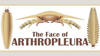 The Face of Arthropleura [upl. by Aronael]