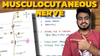 Musculocutaneous Nerve Anatomy  Upper Limb Anatomy [upl. by Fairley]