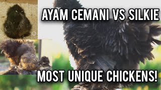 Ayam Cemani vs Silkie most Unique Chicken November2024pukhtanarelaxingworldsurvivingvlogschicken [upl. by Mehcanem]