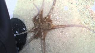 Extraordinary Octopus Takes To Land  The Hunt  BBC Earth [upl. by Beau]