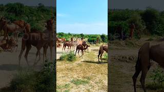 How Camels playing with each other Unbelievable shot camels wildlife الجمال [upl. by Goetz38]