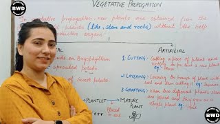 VEGETATIVE PROPAGATION CLASS 10 [upl. by Rafe253]