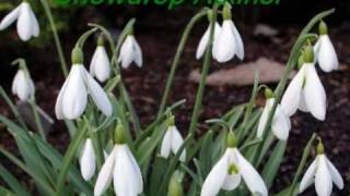 Snowdrops Colzium Walled Garden [upl. by Lebatsirhc]