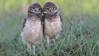 Best Baby Burrowing Owls Ever [upl. by Krahmer398]