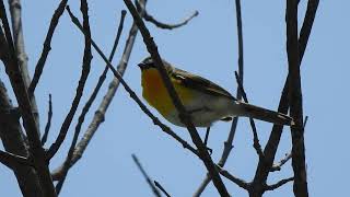 Yellowbreasted Chat is a fairly rare bird in central Iowa [upl. by Aronal]