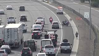 Pack of dogs stop traffic on Phoenix freeway [upl. by Colb708]