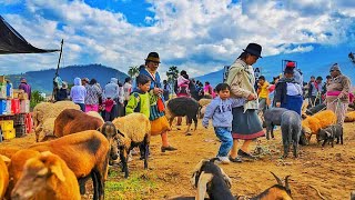 Mercado de Animales mas grande del Ecuador en Otavalo 2024 [upl. by Trinetta]