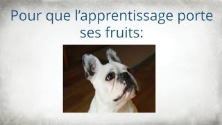 Comment dresser un Bouledogue Français  Comment éduquer son Bouledogue Français [upl. by Thaxter]