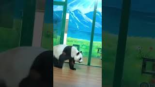 Panda cub remove from cage panda [upl. by Alburga]