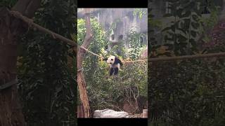 A Panda Cub Got Stuck panda cutepanda cute adorablepanda [upl. by Koenraad]