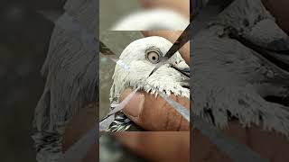 Apun ke sath Jo bagavat Karega kaat dalunga maari dialogue high flying pigeon [upl. by Blakeley]