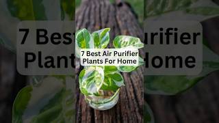 7 Best Air purifier Plants For Home  Air Purifying Plants airpurifier shorts [upl. by Ellebyam225]