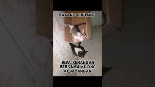 Sayang dibuang part 45 catlover kitten shorts shortvideo [upl. by Aimo285]