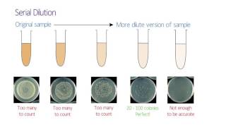 Microbiology Serial Dilution [upl. by Jade496]