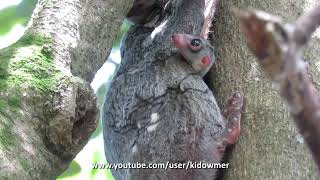 Wild BABY COLUGOFLYING LEMUR with Mummy Singapore [upl. by Bartolemo256]