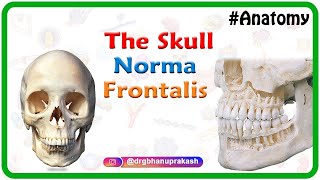 Anatomy of the Skull  Norma Frontalis [upl. by Belsky184]