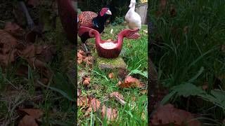 Naughty Duck Steals Wild Pheasant’s Food [upl. by Lamaj]