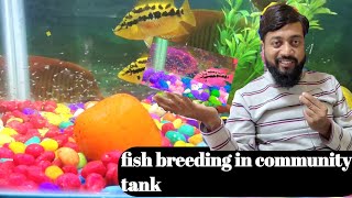 salvini fish breeding in aquarium 🥳🥰 [upl. by Asen]