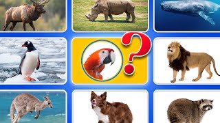 40 Animal Guessing Games  Guess The Animal For Kids  Ultimate Animal Guessing Quiz For Kids 🧠❓ [upl. by Jaella]