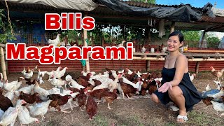 Ganito lang kabilis magparami nang Rhode island Red amp White [upl. by Arreip]