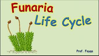 Funaria life cycle [upl. by Montfort]