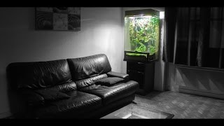 MY EPIC JUNGLE VIVARIUM [upl. by Tabbitha]