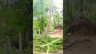 Sabariraja tree cutter pattukkottai 8072635013 service [upl. by Birecree829]