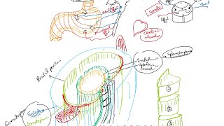 Nerve Fibers Classification Part 1 GVA GSA GVE GSE SVA SSA SVE SSE [upl. by Nnyleahs]