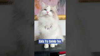 Cats Try Catnip Tea catenrichment cat ragdolls [upl. by Ylram]