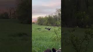 Turkey Hunting was a succes this year huntingseason turkeyhunting [upl. by Wilser809]