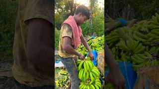 Part 20 Bag wala Kala cutting 🔪 Banana lodging youtubeshorts agriculture fruit [upl. by Anelav]