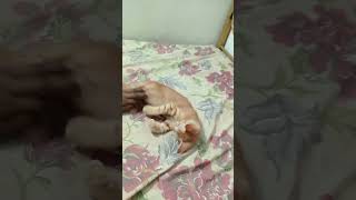 Billi billi cat vlog catvideos shortvideo funny [upl. by Icyak442]