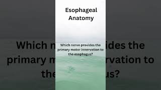 Esophageal Anatomy 7 [upl. by Orsay]