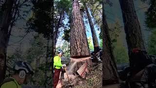 nice ponderosa pine died right next to the highway [upl. by Currier]